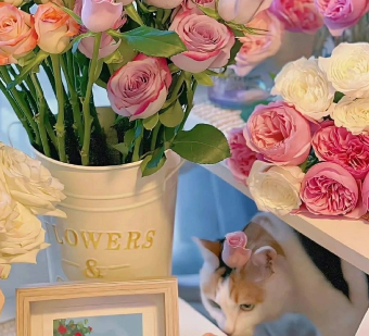 女生温柔干净的微信优质的签名个性1