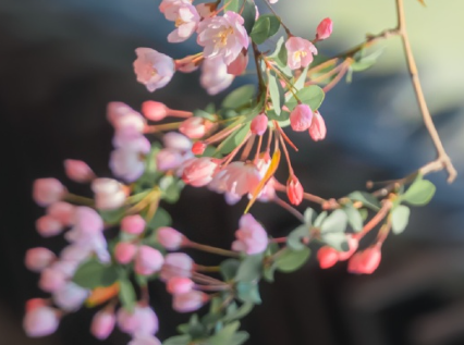 个性十足值得拥有的阳光明媚好天气的日语个性签名1